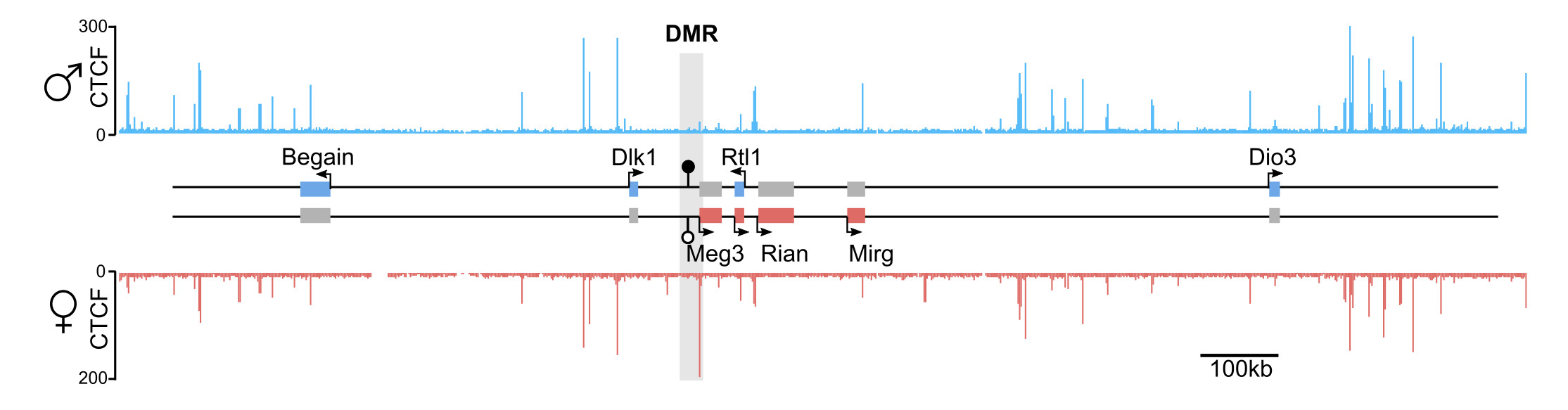 Dlk1-Dio3 and CTCF