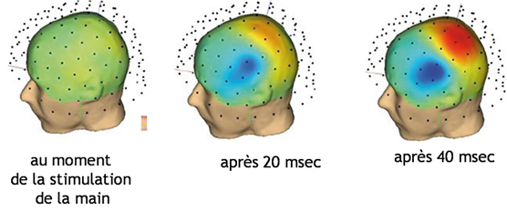 Mesure par MEG de l’évolution au cours du temps de l’activité cérébrale suite à une stimulation de la main. Crédits : d. Schwartz, ICM - NeuroImagerie, CENIR